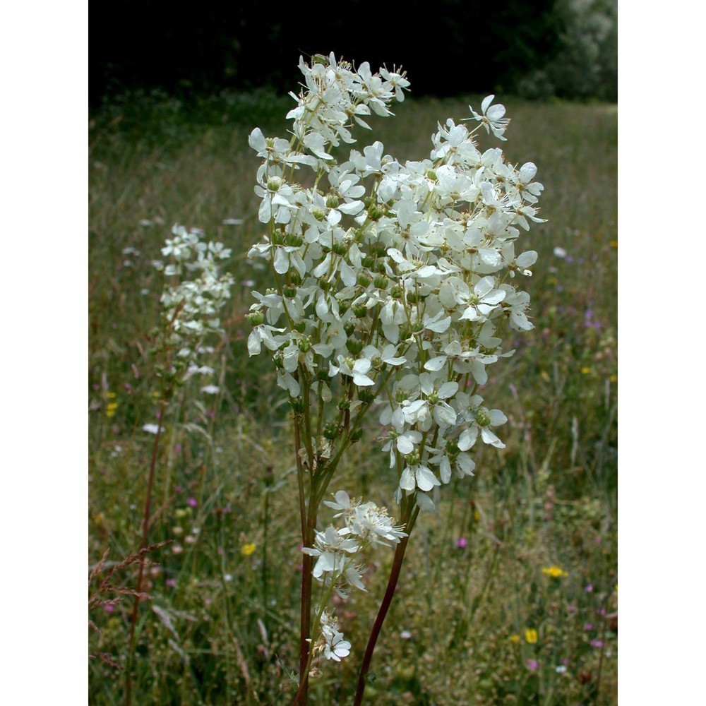 filipendula vulgaris moench