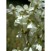 filipendula vulgaris moench