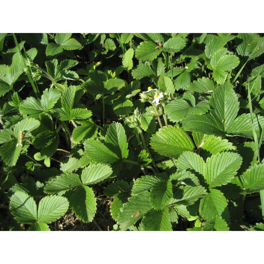 fragaria virginiana duchesne