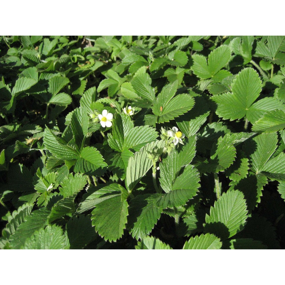 fragaria virginiana duchesne