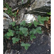 fragaria viridis weston