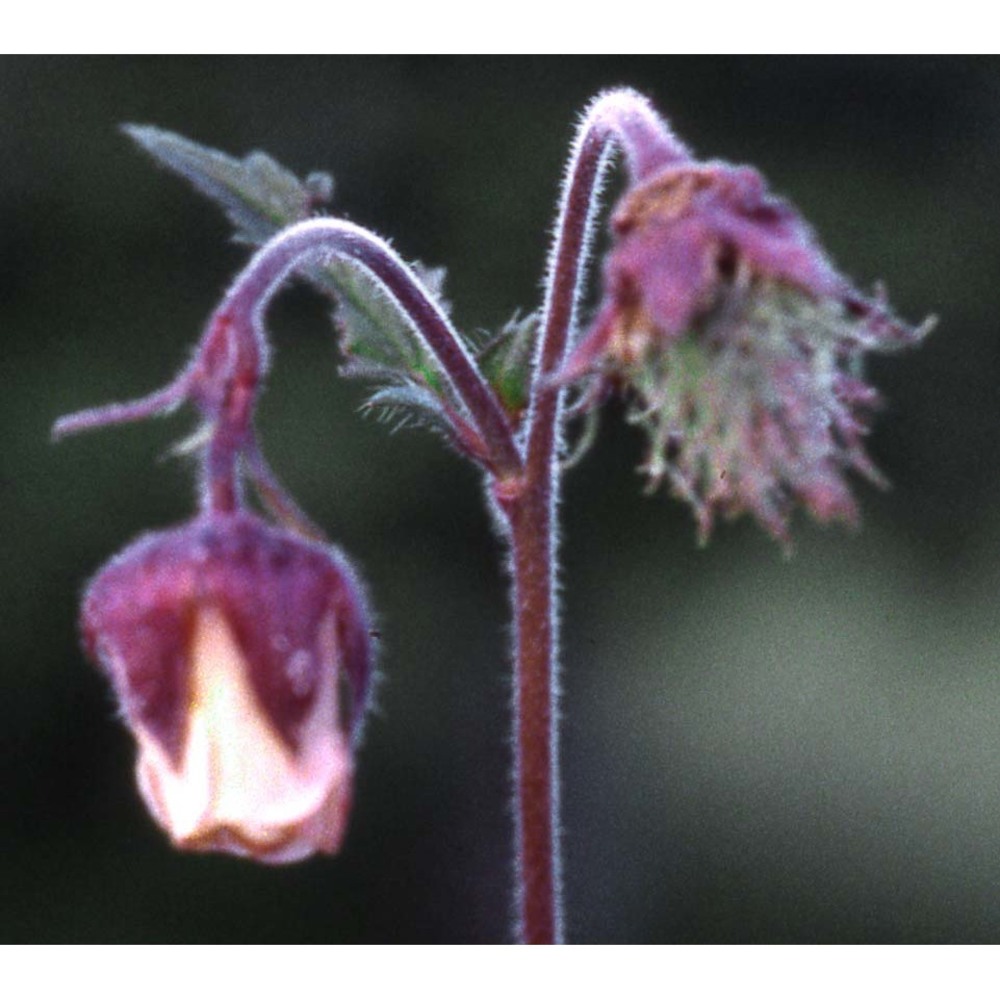 geum rivale l.