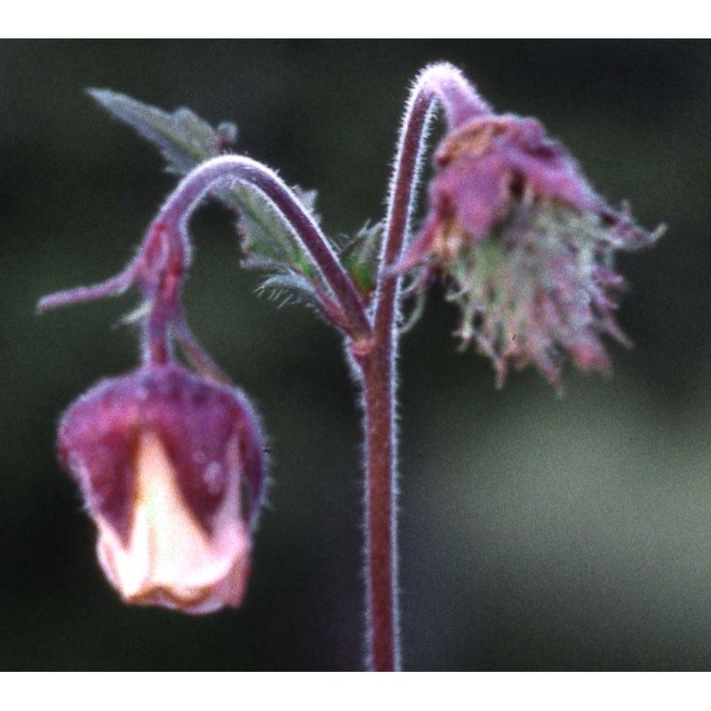 geum rivale l.