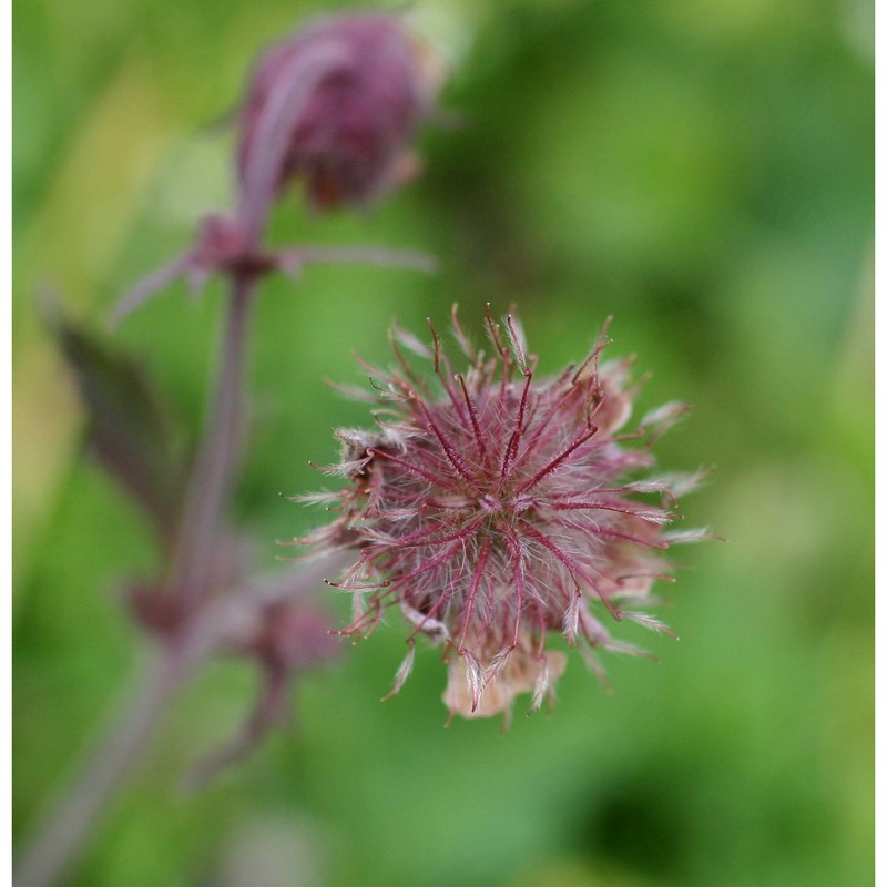 geum rivale l.