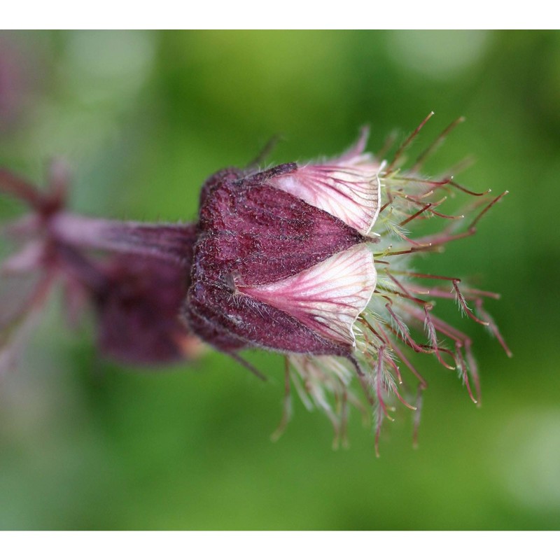 geum rivale l.