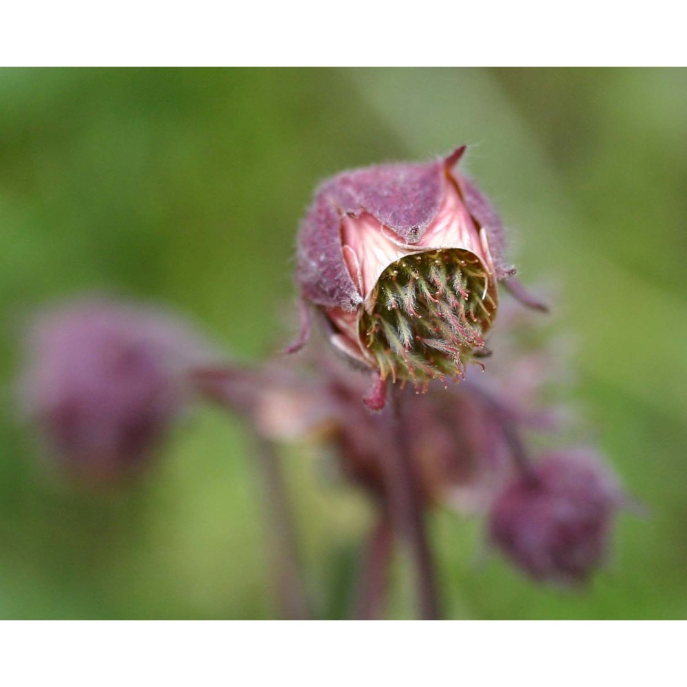 geum rivale l.