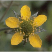 geum urbanum l.