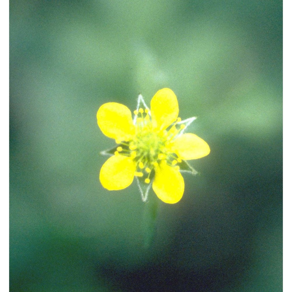 geum urbanum l.