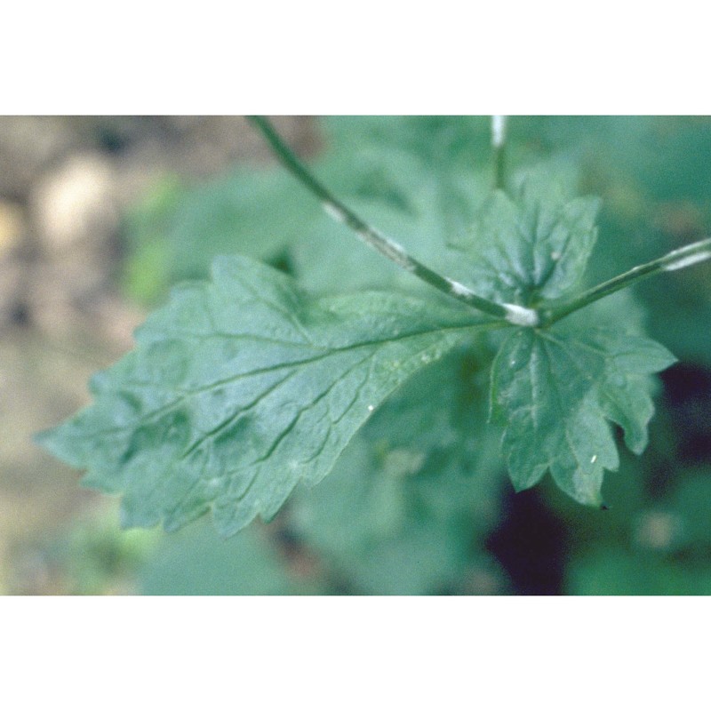 geum urbanum l.