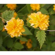 kerria japonica (l.) dc.