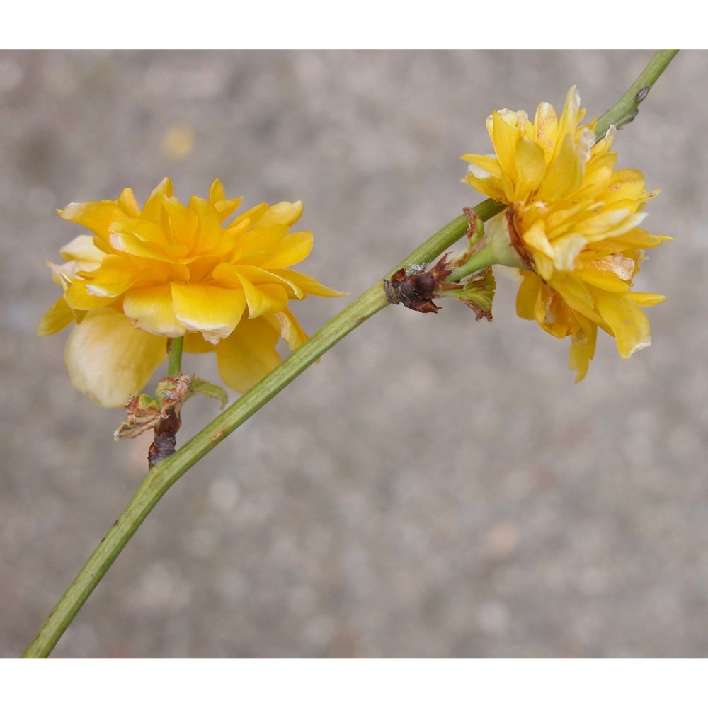 kerria japonica (l.) dc.