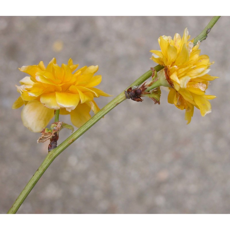 kerria japonica (l.) dc.