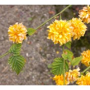 kerria japonica (l.) dc.