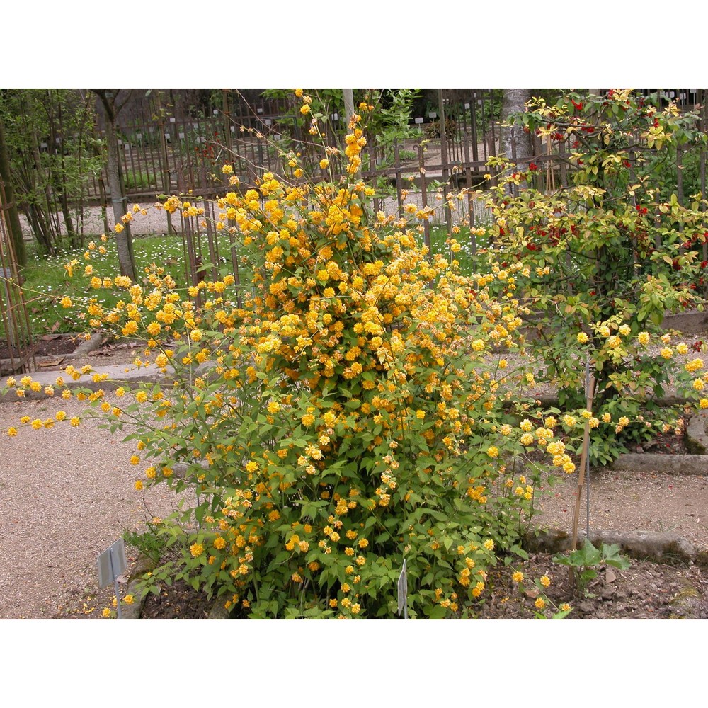 kerria japonica (l.) dc.