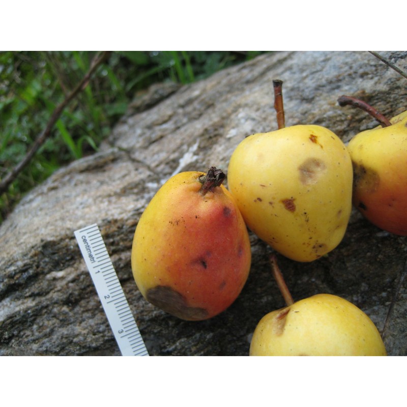 malus crescimannoi raimondo