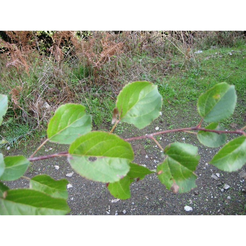 malus crescimannoi raimondo