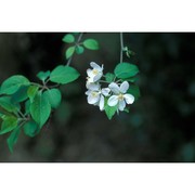 malus crescimannoi raimondo