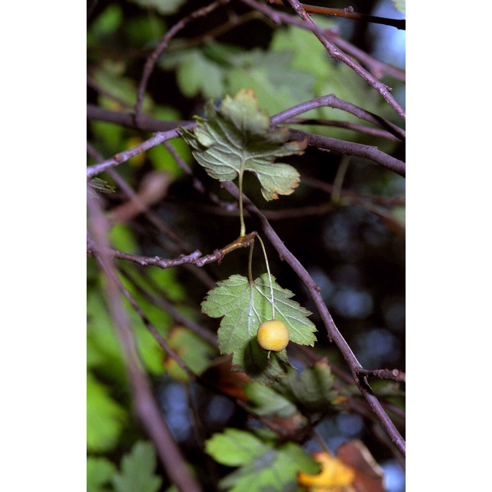 malus florentina (zuccagni) c. k. schneid.