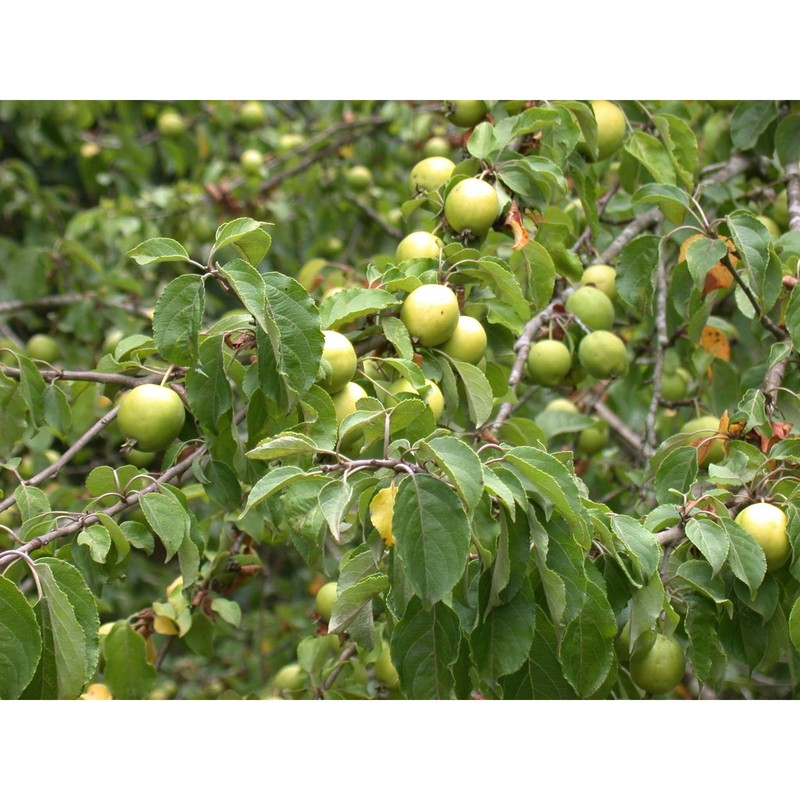 malus sylvestris (l.) mill.