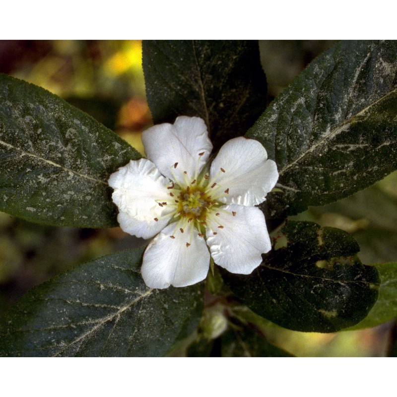 mespilus germanica l.