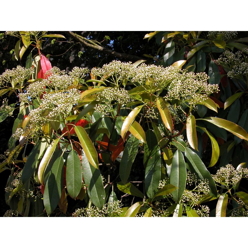 photinia serrulata lindl.