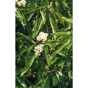 photinia serrulata lindl.