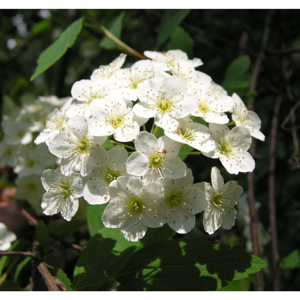 physocarpus opulifolius (l.) maxim.