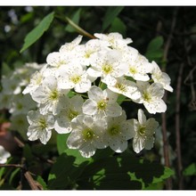 physocarpus opulifolius (l.) maxim.