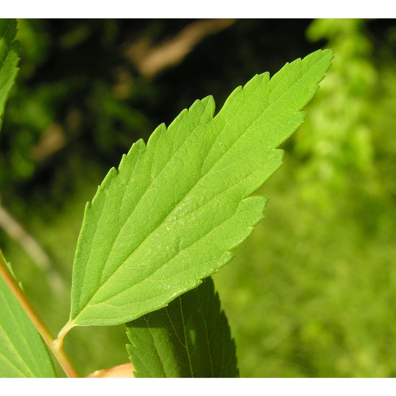 physocarpus opulifolius (l.) maxim.