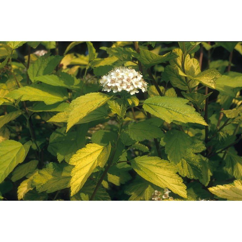 physocarpus opulifolius (l.) maxim.