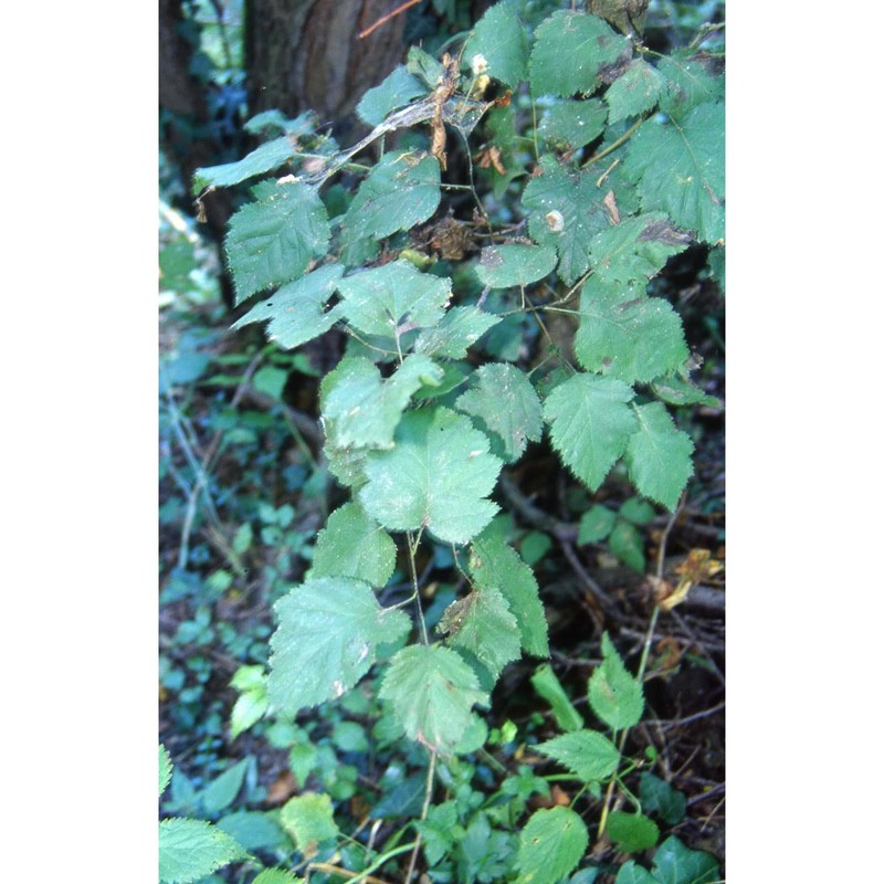 physocarpus opulifolius (l.) maxim.