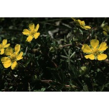 potentilla alpicola de la soie ex fauc.