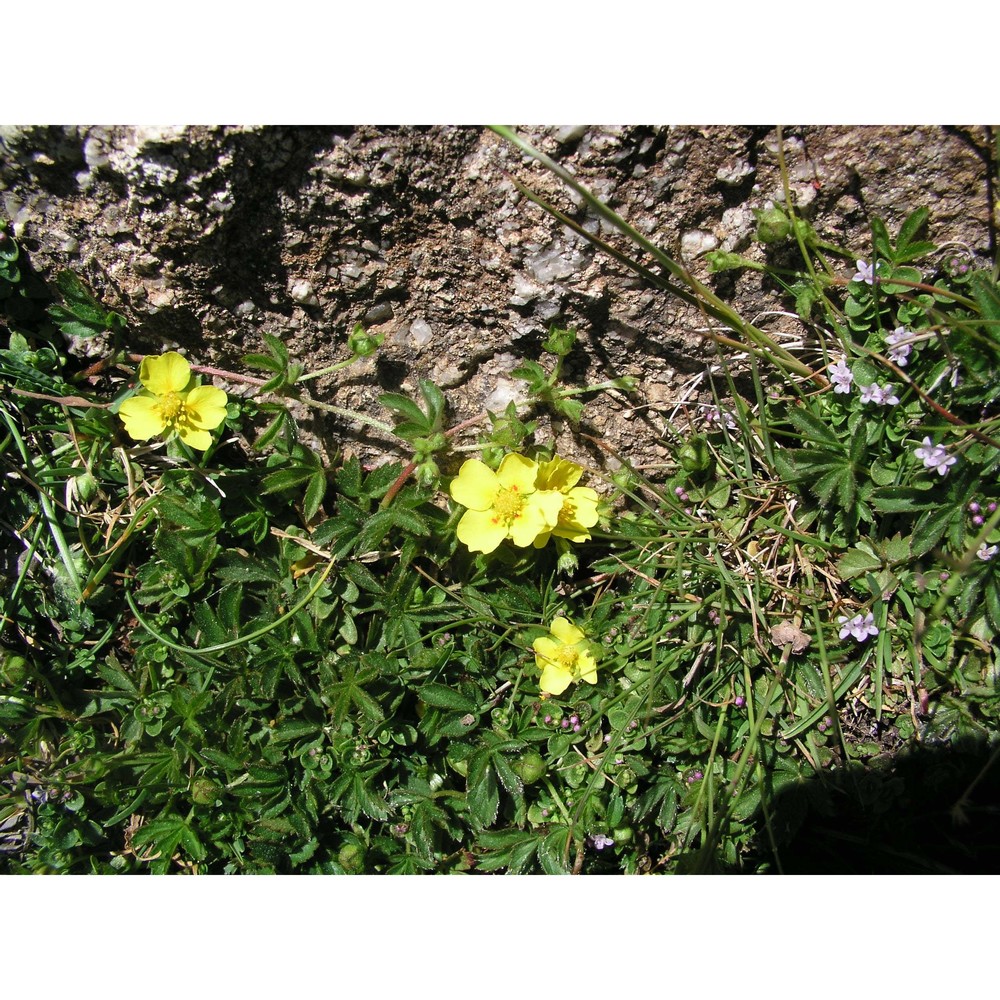 potentilla anglica laichard.