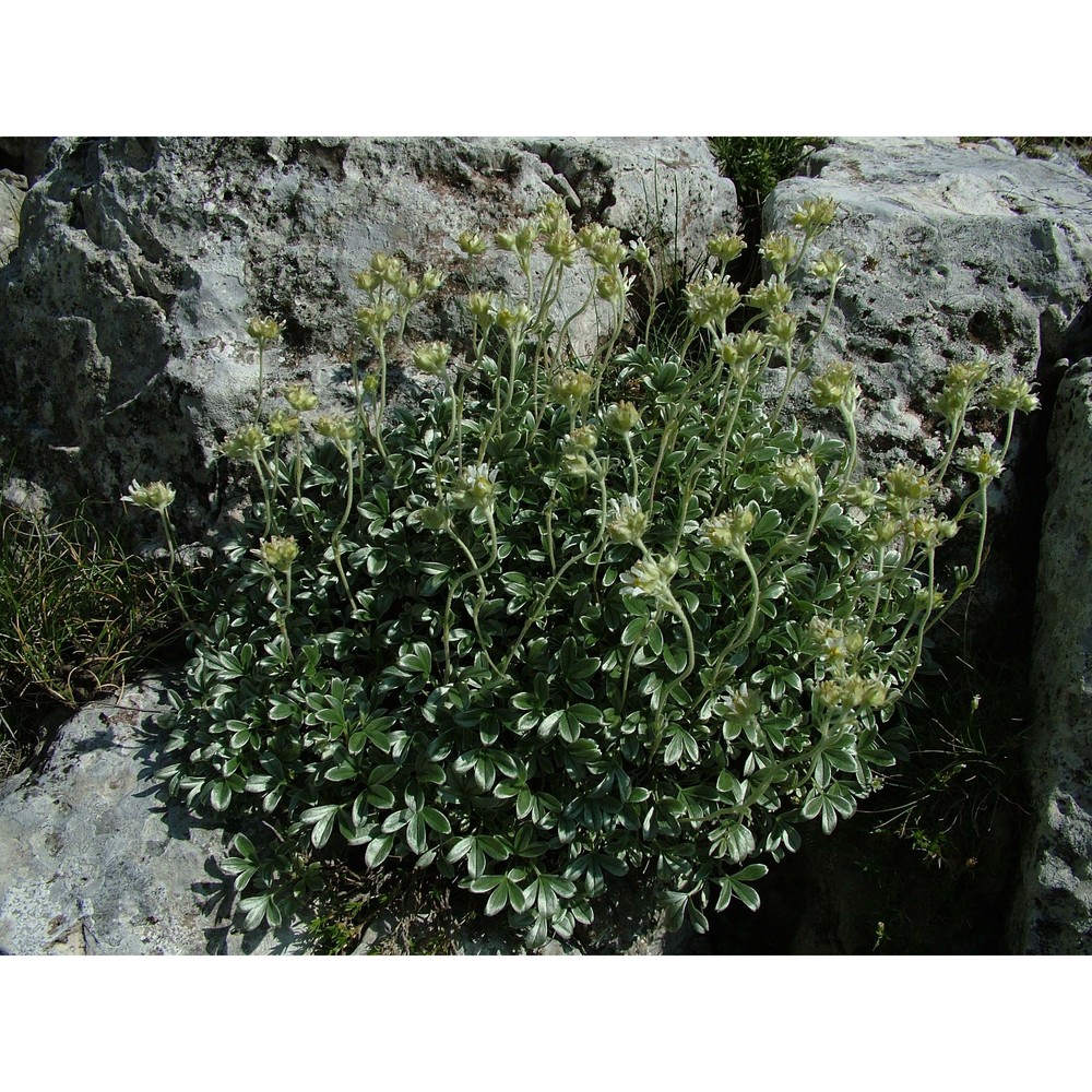 potentilla apennina ten.