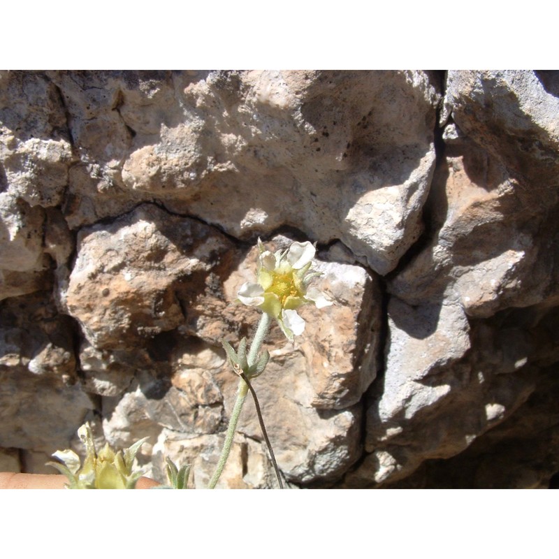 potentilla apennina ten.