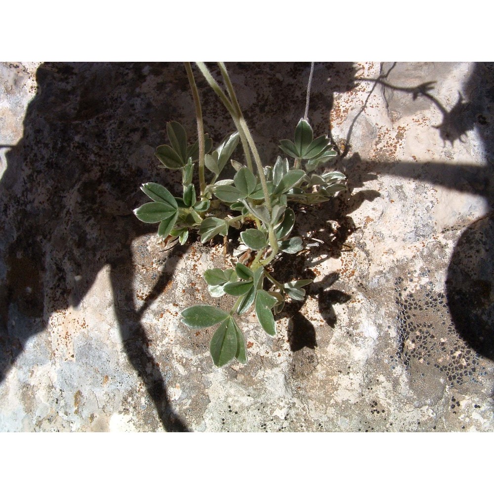 potentilla apennina ten.