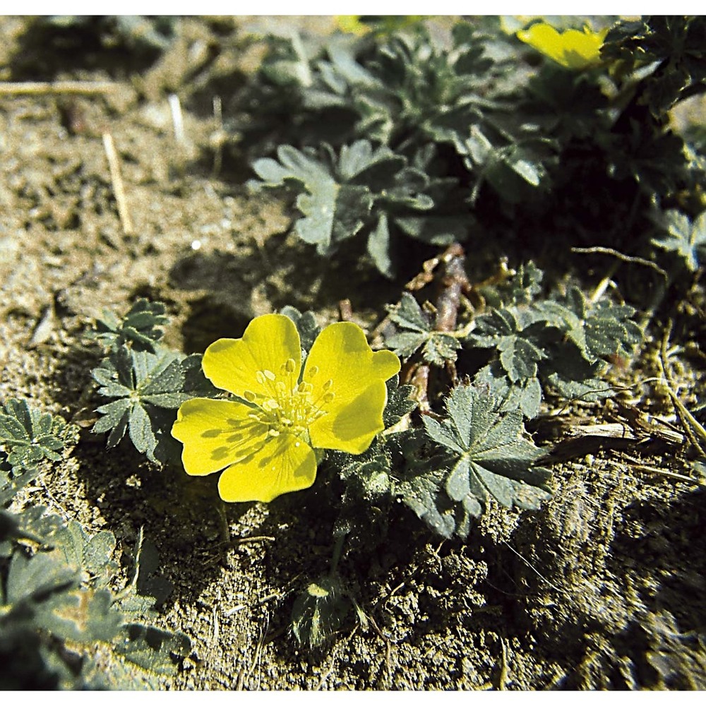 potentilla arenaria borkh.