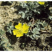 potentilla arenaria borkh.