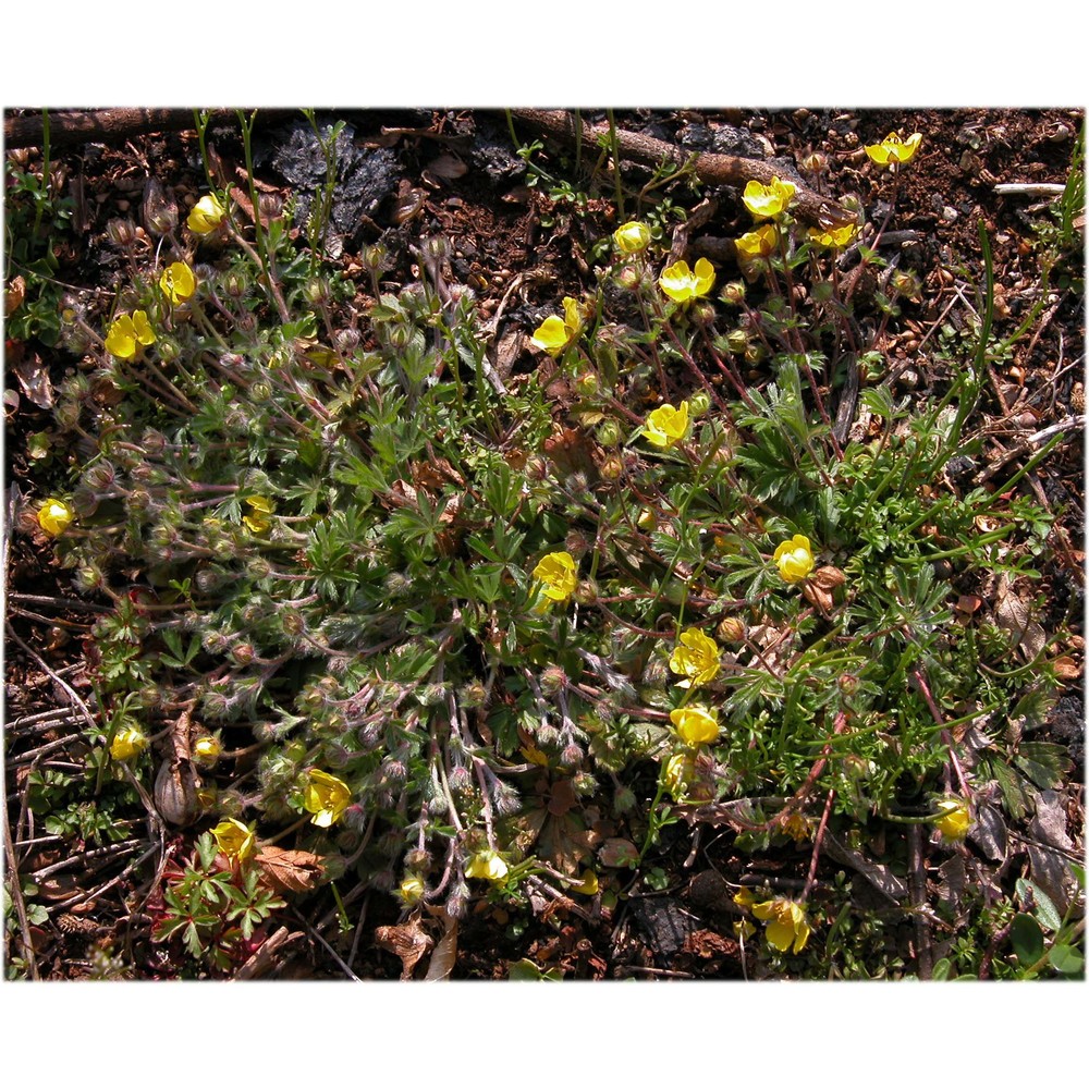 potentilla australis krašan