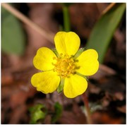 potentilla australis krašan