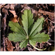 potentilla australis krašan