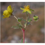 potentilla australis krašan