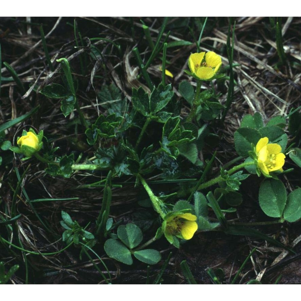 potentilla brauniana hoppe