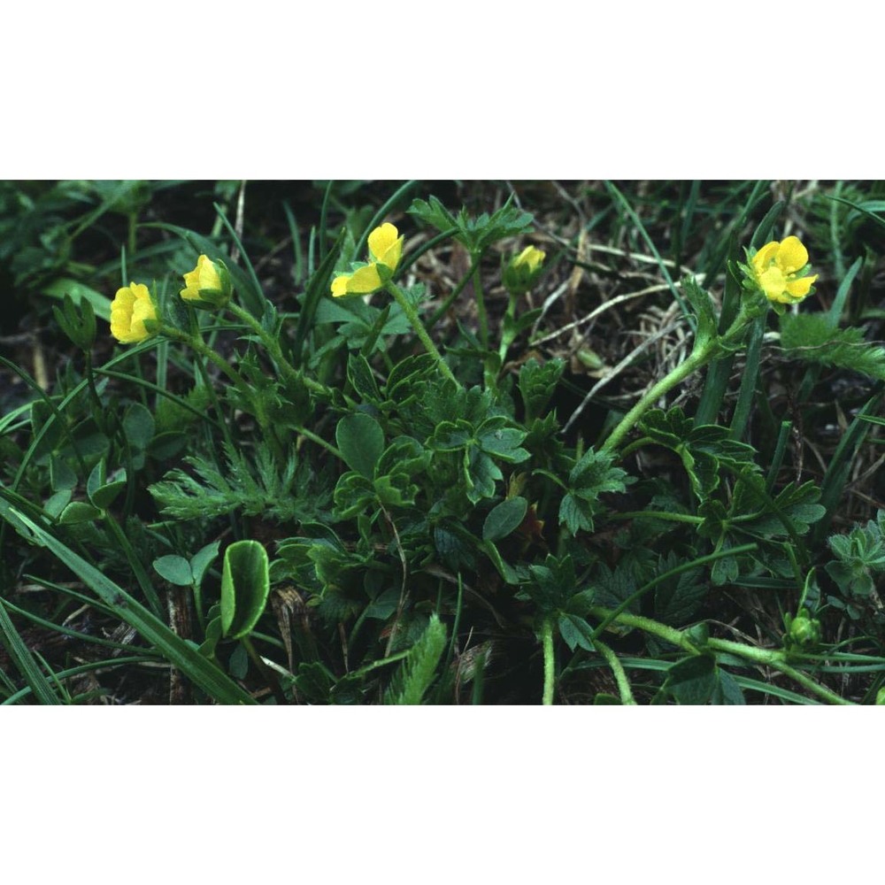 potentilla brauniana hoppe