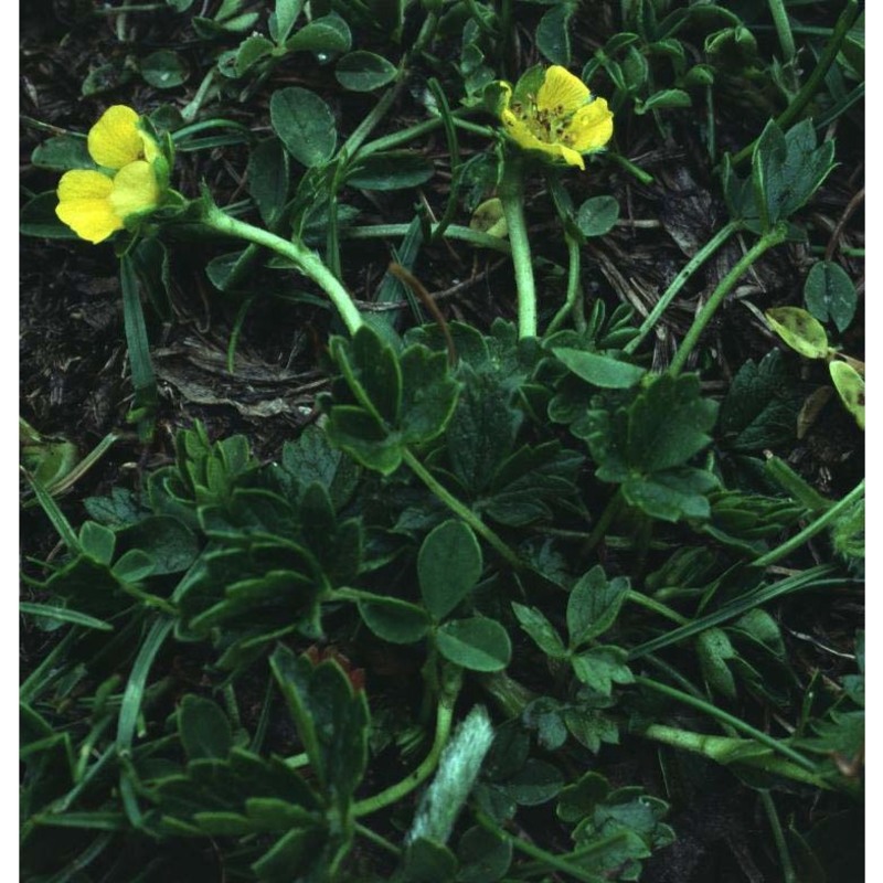 potentilla brauniana hoppe