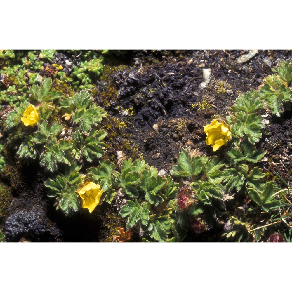 potentilla brauniana hoppe