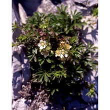 potentilla caulescens l.