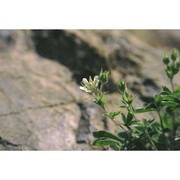 potentilla caulescens l.