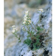 potentilla caulescens l.