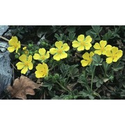 potentilla cinerea chaix ex vill.